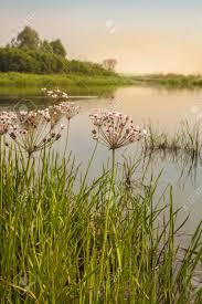 Attēlu rezultāti vaicājumam “Butomaceae”