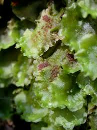 Attēlu rezultāti vaicājumam “Marchantiopsida”