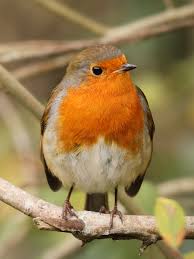 Attēlu rezultāti vaicājumam “Erithacus rubecula nest”