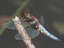 Attēlu rezultāti vaicājumam “Libellula depressa male”