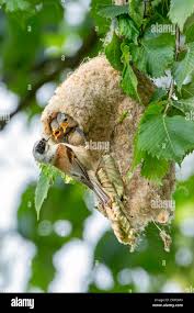 Attēlu rezultāti vaicājumam “Remiz pendulinus adult”