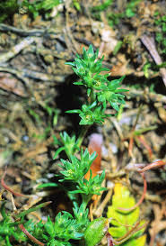Attēlu rezultāti vaicājumam “Scleranthus annuus”