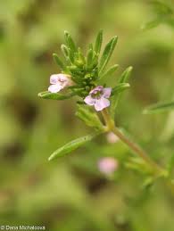 Image result for Satureja hortensis