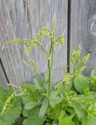 Attēlu rezultāti vaicājumam “Rumex acetosella flower”