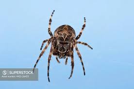 Attēlu rezultāti vaicājumam “Larinioides cornutus”