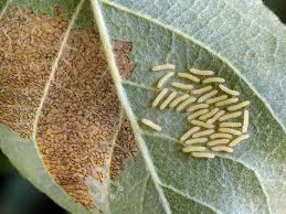Attēlu rezultāti vaicājumam “Spilosoma lutea larva”