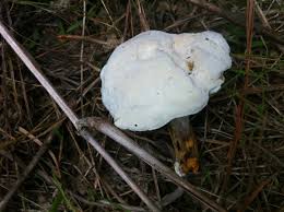 Attēlu rezultāti vaicājumam “Hypomyces chrysospermus”