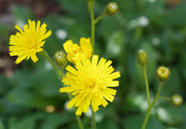 Attēlu rezultāti vaicājumam “Hieracium”