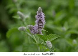 Attēlu rezultāti vaicājumam “Mentha x piperita leaf”