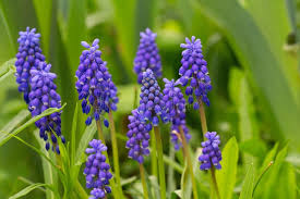 Attēlu rezultāti vaicājumam “Muscari neglectum flower”