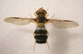 Attēlu rezultāti vaicājumam “Leucozona glaucia”