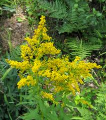 Attēlu rezultāti vaicājumam “Solidago canadensis flower”