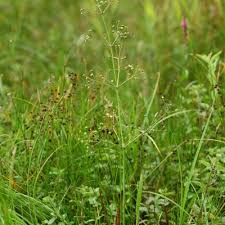 Attēlu rezultāti vaicājumam “Alisma lanceolatum”