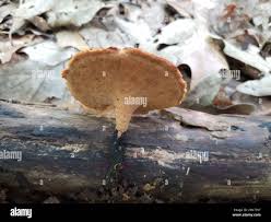 Attēlu rezultāti vaicājumam “Polyporus varius”