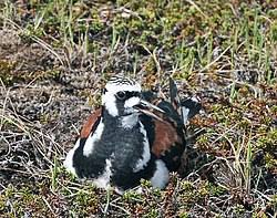 Attēlu rezultāti vaicājumam “Arenaria interpres adult”