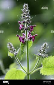 Attēlu rezultāti vaicājumam “Stachys sylvatica”