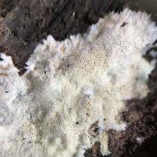 Attēlu rezultāti vaicājumam “Porotheleum fimbriatum”