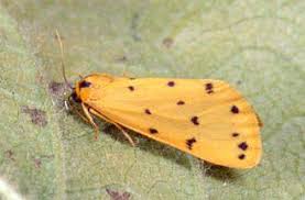 Attēlu rezultāti vaicājumam “Setina irrorella”