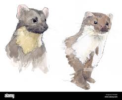 Attēlu rezultāti vaicājumam “Martes foina”