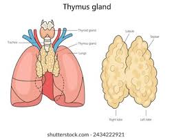 Image result for Thymus