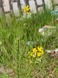 Attēlu rezultāti vaicājumam “Saxifraga cymbalaria fruit”
