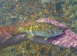 Image result for Micropterus