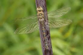 Attēlu rezultāti vaicājumam “Aeshna mixta female”