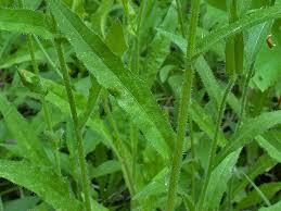 Attēlu rezultāti vaicājumam “Picris hieracioides”