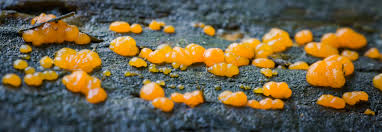 Attēlu rezultāti vaicājumam “Dacrymyces stillatus”