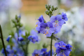 Attēlu rezultāti vaicājumam “Polemonium caeruleum fruit”