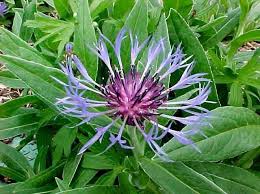 Attēlu rezultāti vaicājumam “Centaurea”