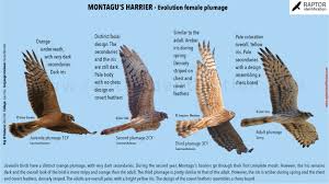 Attēlu rezultāti vaicājumam “Circus pygargus adult”