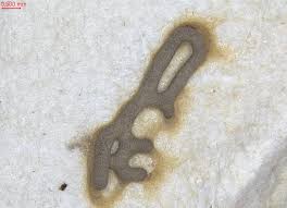 Attēlu rezultāti vaicājumam “Hemitrichia karstenii plasmodium”