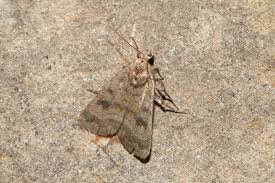 Attēlu rezultāti vaicājumam “Caradrina morpheus”