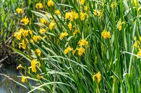 Attēlu rezultāti vaicājumam “Iris pseudacorus leaf”