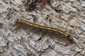 Attēlu rezultāti vaicājumam “Malacosoma neustria”