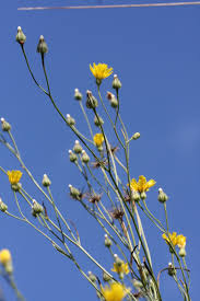 Attēlu rezultāti vaicājumam “Crepis tectorum flower”