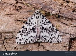 Attēlu rezultāti vaicājumam “Lymantria monacha”