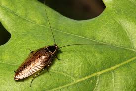 Attēlu rezultāti vaicājumam “Ectobius sylvestris”