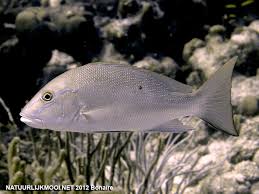 Image result for Lutjanus analis