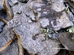 Attēlu rezultāti vaicājumam “Arthonia leucopellaea”