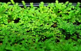 Attēlu rezultāti vaicājumam “Elatine hydropiper leaf”