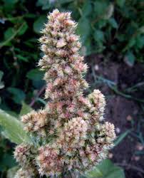 Attēlu rezultāti vaicājumam “Amaranthus retroflexus flower”