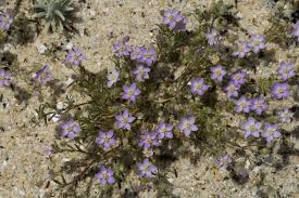 Attēlu rezultāti vaicājumam “Spergularia marina bud”