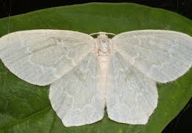 Attēlu rezultāti vaicājumam “Jodis putata”