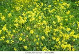 Attēlu rezultāti vaicājumam “Sinapis arvensis leaf”