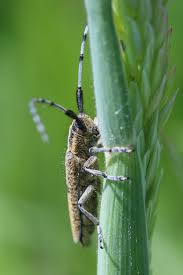 Attēlu rezultāti vaicājumam “Agapanthia villosoviridescens”