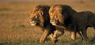 lion pronunciation
