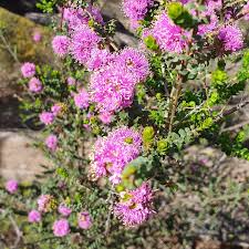 Attēlu rezultāti vaicājumam “Barbilophozia kunzeana”