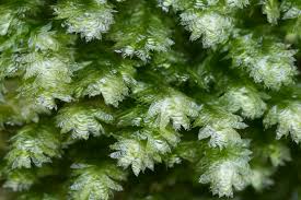 Attēlu rezultāti vaicājumam “Neckera pennata”